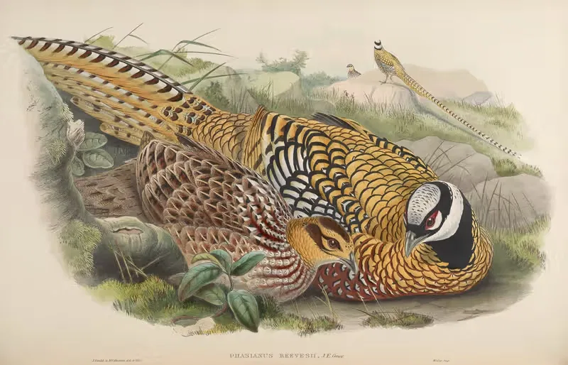 Reeves’s Pheasant (Phasianus Reevesii) by John Gould, 1850-1883 — digital art print download
