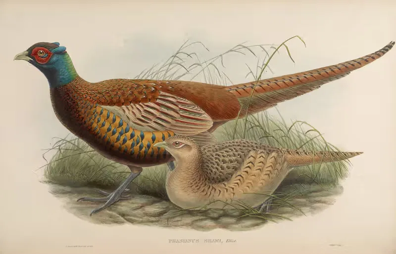 Shaw’s Pheasant (Phasianus Shawi) by John Gould, 1850-1883 — digital art print download