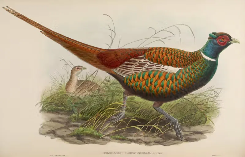 Oxus Pheasant (Phasianus chrysomelas) by John Gould, 1850-1883 — digital art print download