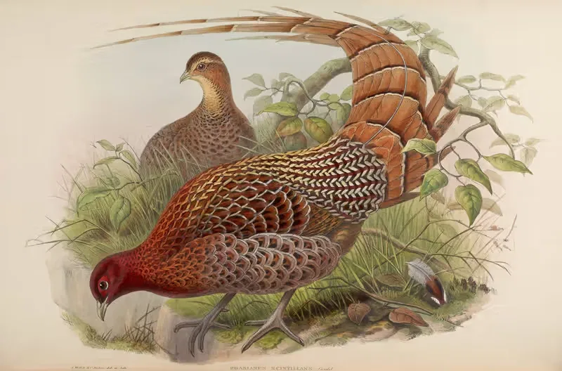 Sparkling Pheasant (Phasianus scintillans) by John Gould, 1850-1883 — digital art print download