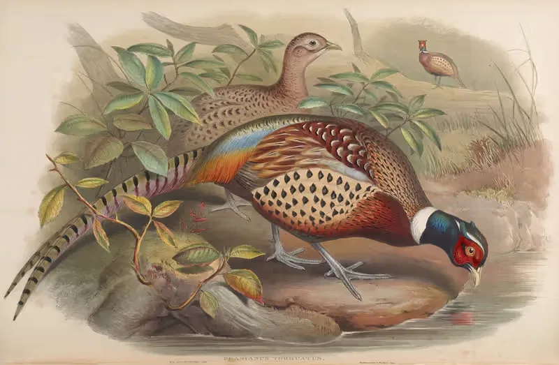 Chinese Ring-necked Pheasant (Phasianus torquatus) by John Gould, 1850-1883 — digital art print download