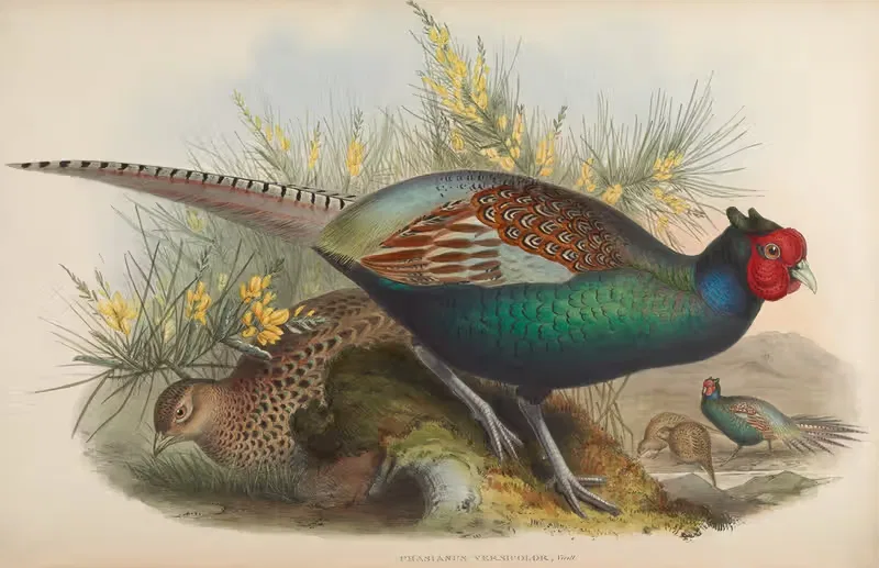 Japanese Pheasant (Phasianus versicolor) by John Gould, 1850-1883 — digital art print download