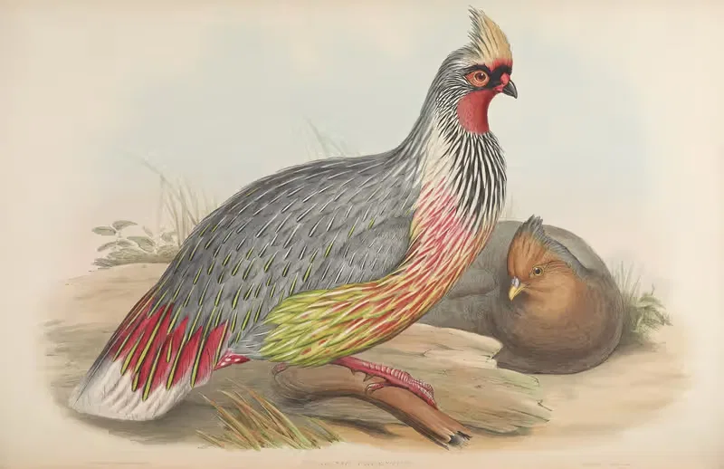 Sanguine Francolin (Ithaginis cruentus) by John Gould, 1850-1883 — digital art print download