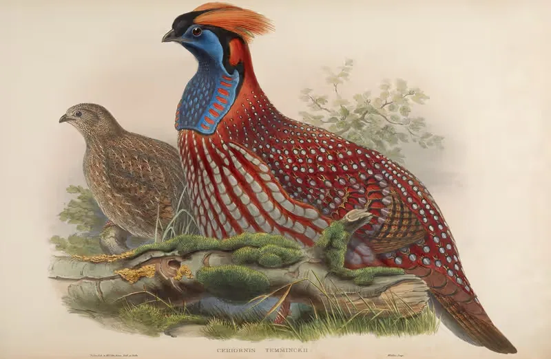 Temminck’s Horned Pheasant (Ceriornis Temmincki) — John Gould