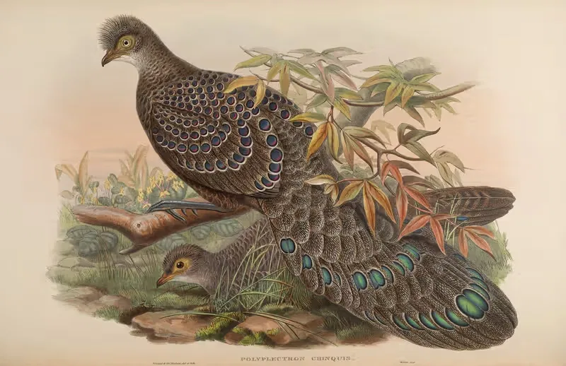 Assam Peacock Pheasant (Polyplectron chinquis) by John Gould, 1850-1883 — digital art print download