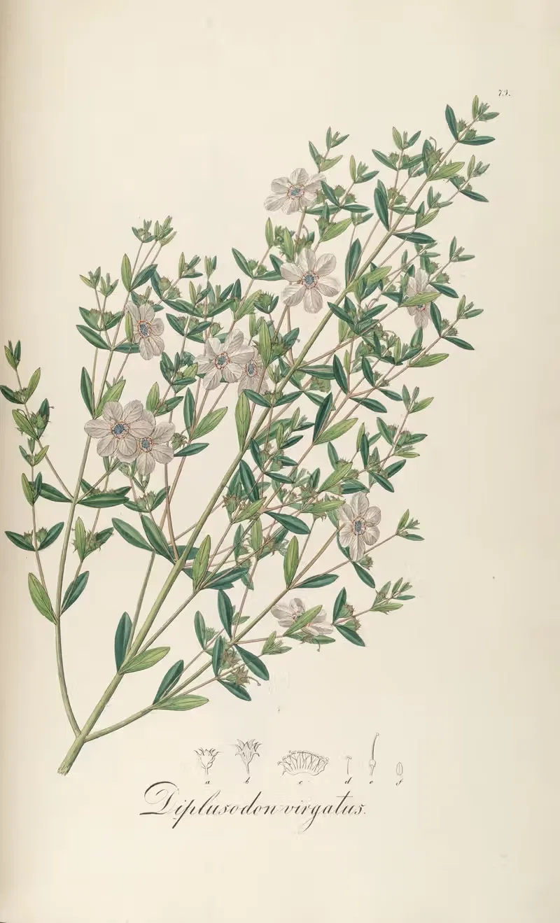 Diplusodon virgatus by Johann Baptist Emanuel Pohl, 1827 — digital art print download