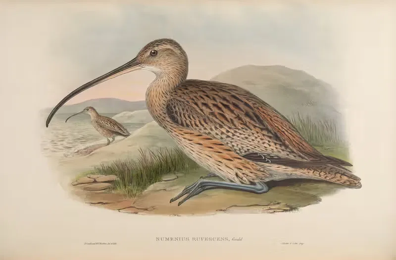 Rufescent Curlew (Numenius rufescens) by John Gould, 1850-1883 — digital art print download