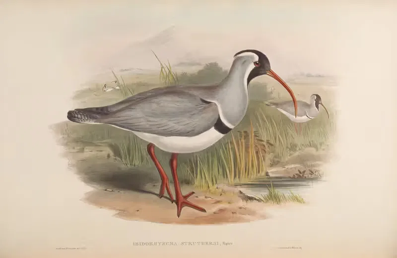 Red-billed Erolia (Ibidorhynchus Struthersi) by John Gould, 1850-1883 — digital art print download