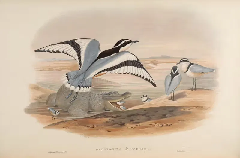 Zic-zac (Pluvianus Aegyptius) by John Gould, 1850-1883 — digital art print download