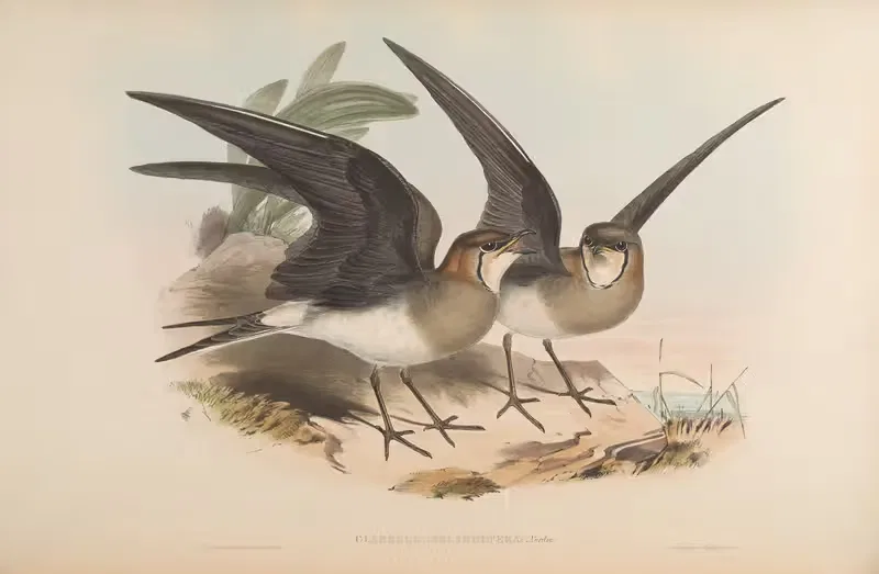 Black-winged Pratincole (Glareola melanoptera) — John Gould