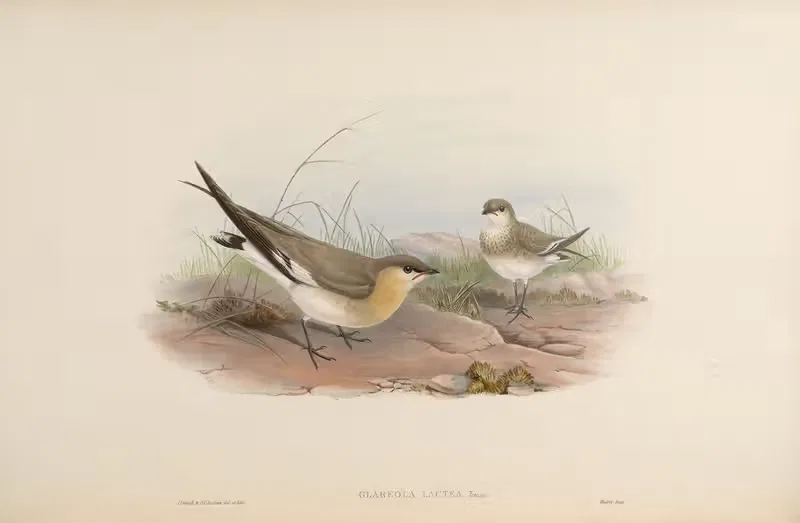 Cinereous Pratincole (Glareola lactea) — John Gould