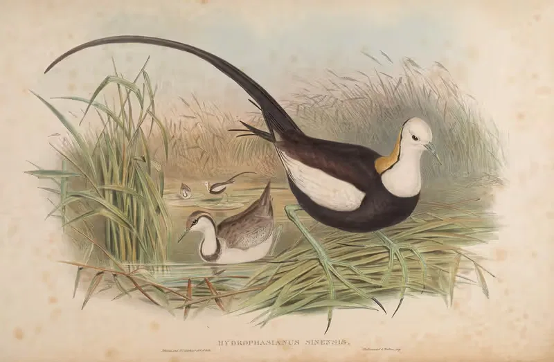 Chinese Jacana (Hydrophasianus Sinensis) by John Gould, 1850-1883 — digital art print download