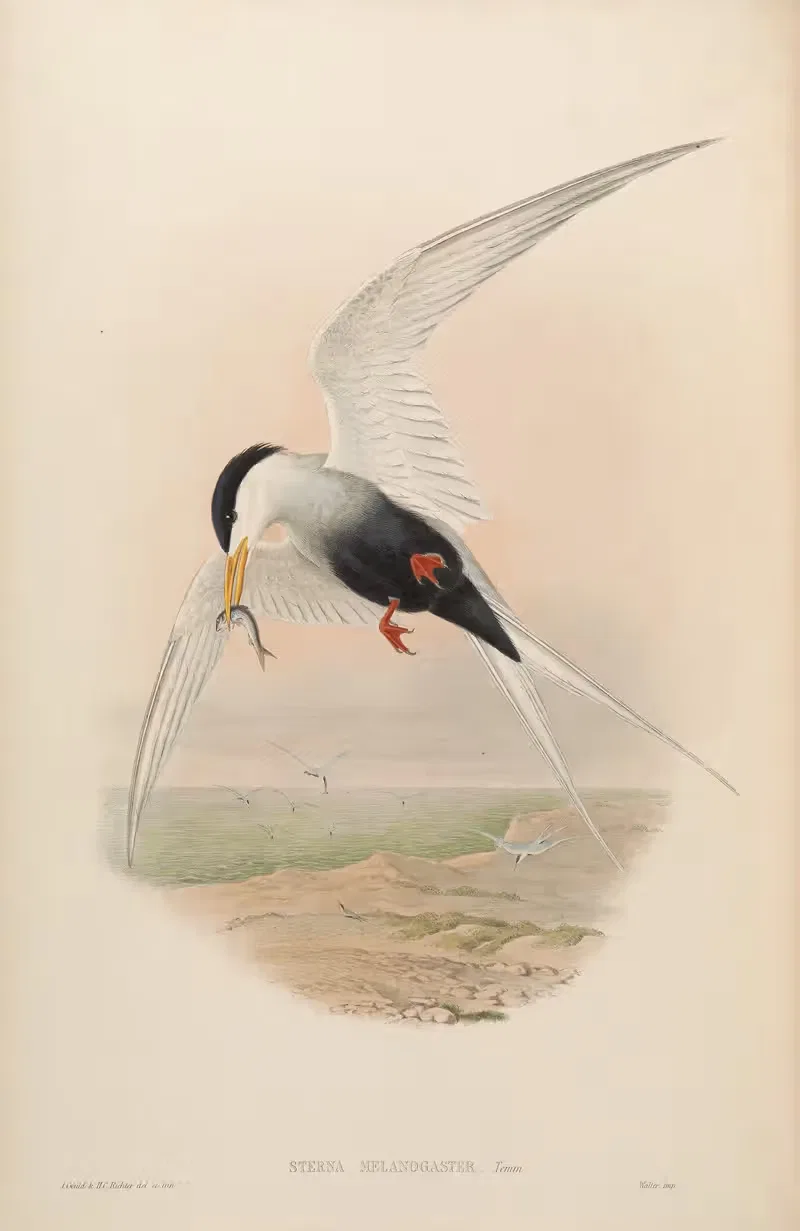 Black-bellied Tern (Sterna melanogaster) by John Gould, 1850-1883 — digital art print download