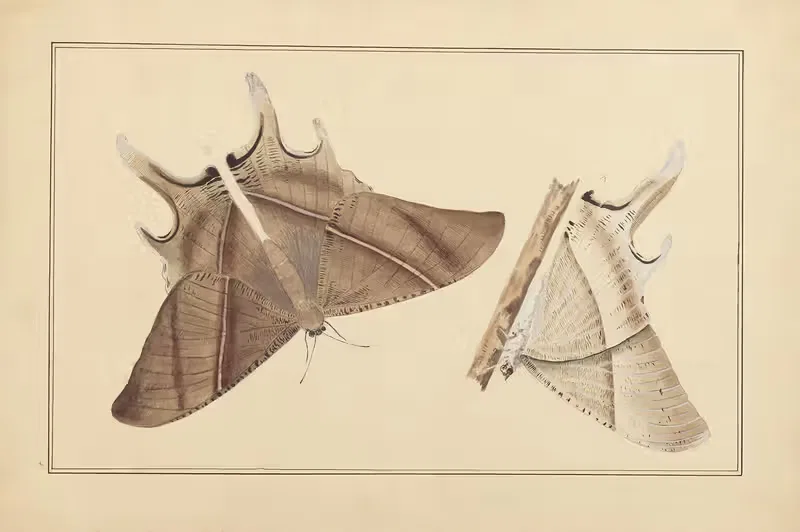 Lepidopteres et chenilles du tonkin Pl.01 — P. Bayard