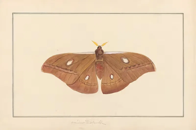 Lepidopteres et chenilles du tonkin Pl.04 — P. Bayard