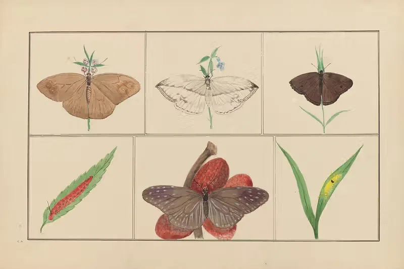 Lepidopteres et chenilles du tonkin Pl.05 — P. Bayard