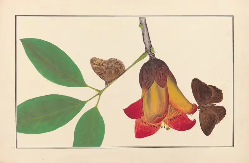 Lepidopteres et chenilles du tonkin Pl.06 — P. Bayard