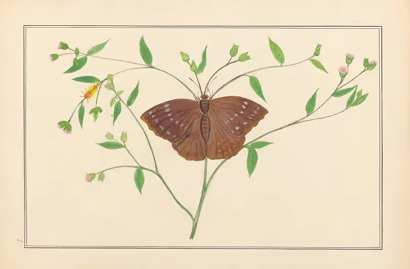 Lepidopteres et chenilles du tonkin Pl.07 — P. Bayard