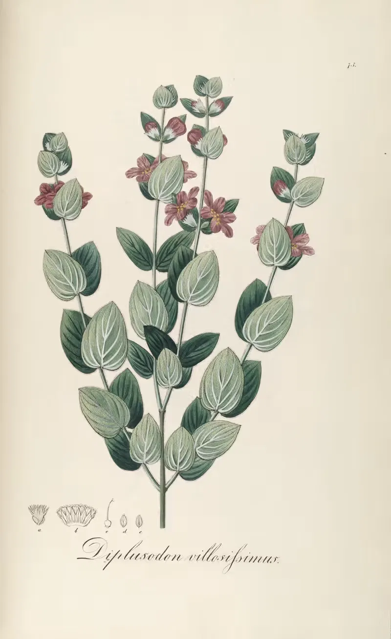 Diplusodon villosissimus by Johann Baptist Emanuel Pohl, 1827 — digital art print download