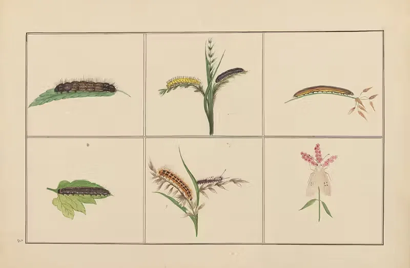 Lepidopteres et chenilles du tonkin Pl.08 — P. Bayard