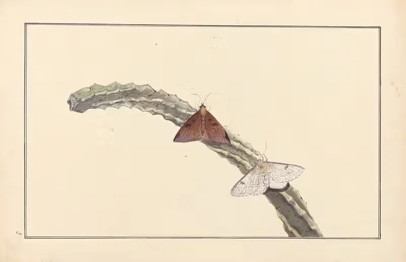 Lepidopteres et chenilles du tonkin Pl.09 — P. Bayard