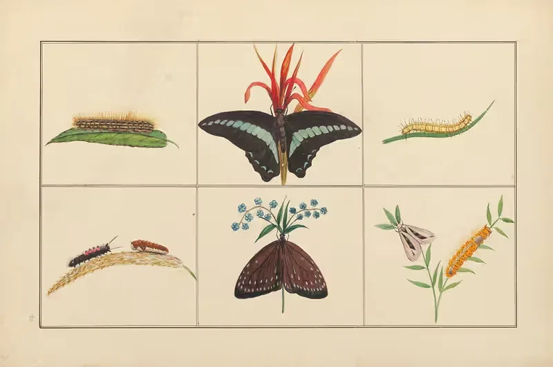 Lepidopteres et chenilles du tonkin Pl.10 — P. Bayard