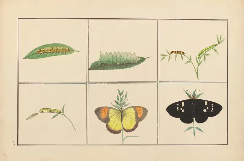 Lepidopteres et chenilles du tonkin Pl.12 — P. Bayard