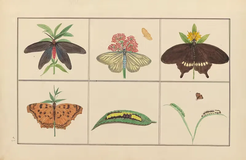 Lepidopteres et chenilles du tonkin Pl.13 — P. Bayard