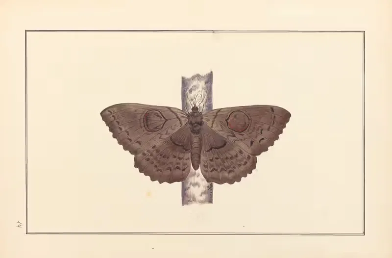 Lepidopteres et chenilles du tonkin Pl.14 — P. Bayard