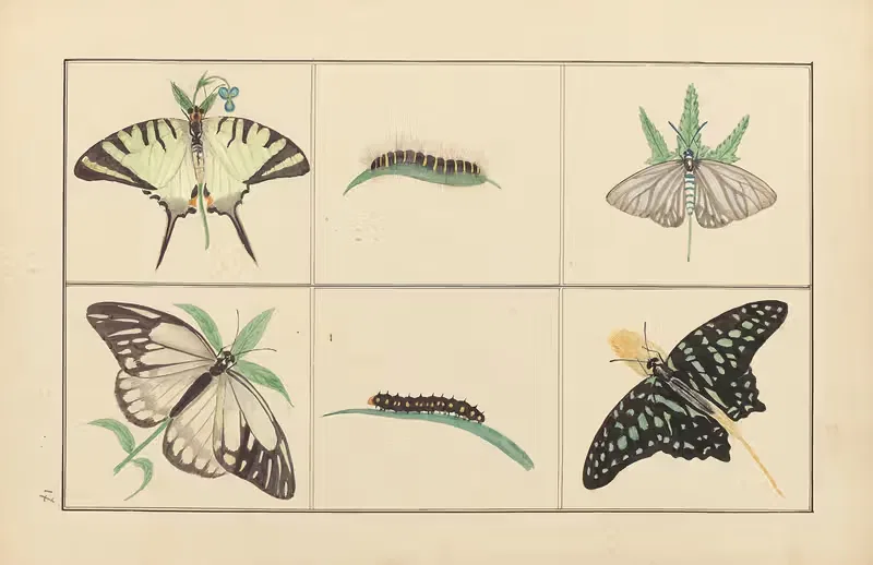 Lepidopteres et chenilles du tonkin Pl.17 — P. Bayard