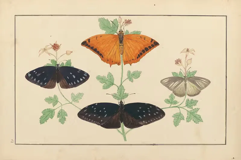Lepidopteres et chenilles du tonkin Pl.18 — P. Bayard