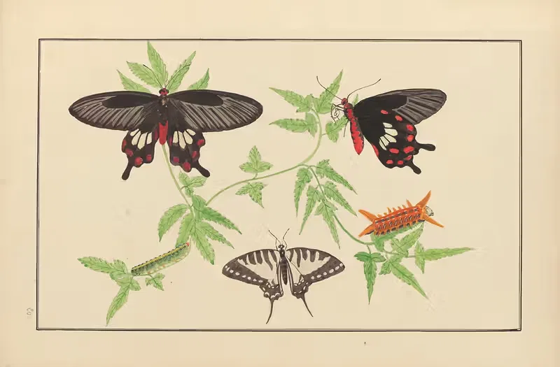 Lepidopteres et chenilles du tonkin Pl.20 — P. Bayard