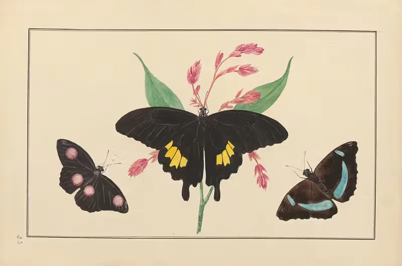 Lepidopteres et chenilles du tonkin Pl.23 — P. Bayard