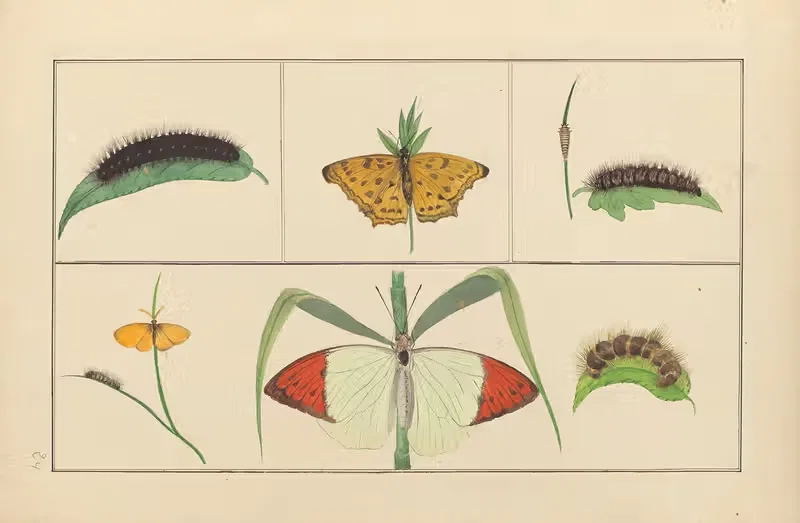 Lepidopteres et chenilles du tonkin Pl.24 — P. Bayard