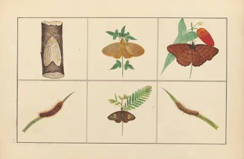 Lepidopteres et chenilles du tonkin Pl.25 — P. Bayard