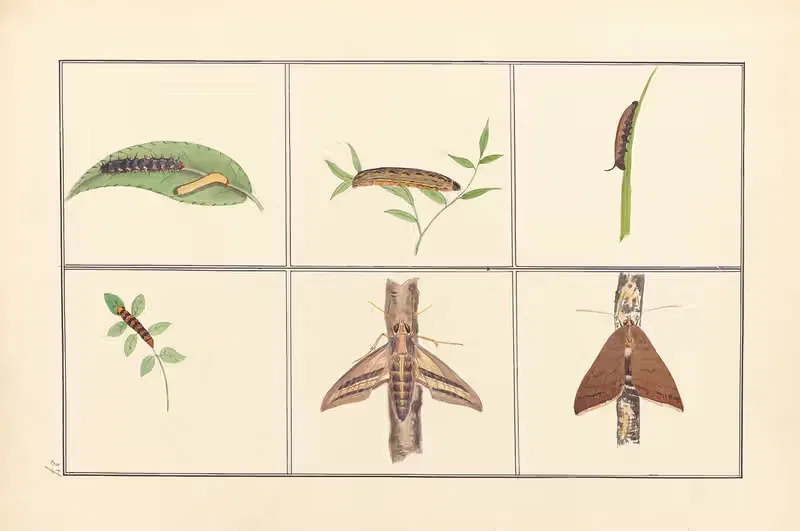 Lepidopteres et chenilles du tonkin Pl.27 — P. Bayard