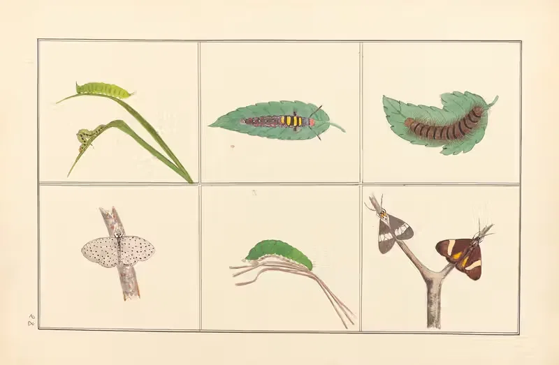 Lepidopteres et chenilles du tonkin Pl.28 — P. Bayard