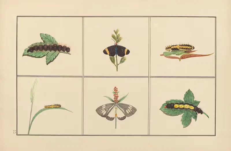 Lepidopteres et chenilles du tonkin Pl.33 — P. Bayard