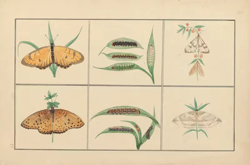 Lepidopteres et chenilles du tonkin Pl.35 — P. Bayard