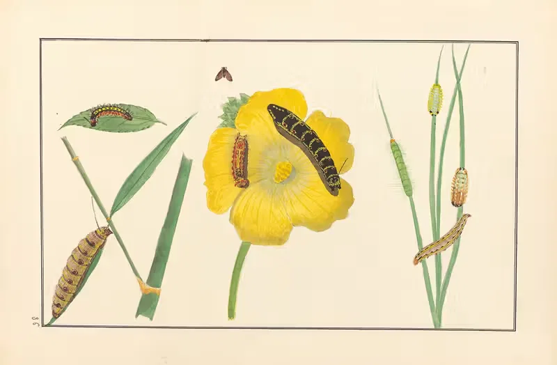 Lepidopteres et chenilles du tonkin Pl.36 — P. Bayard