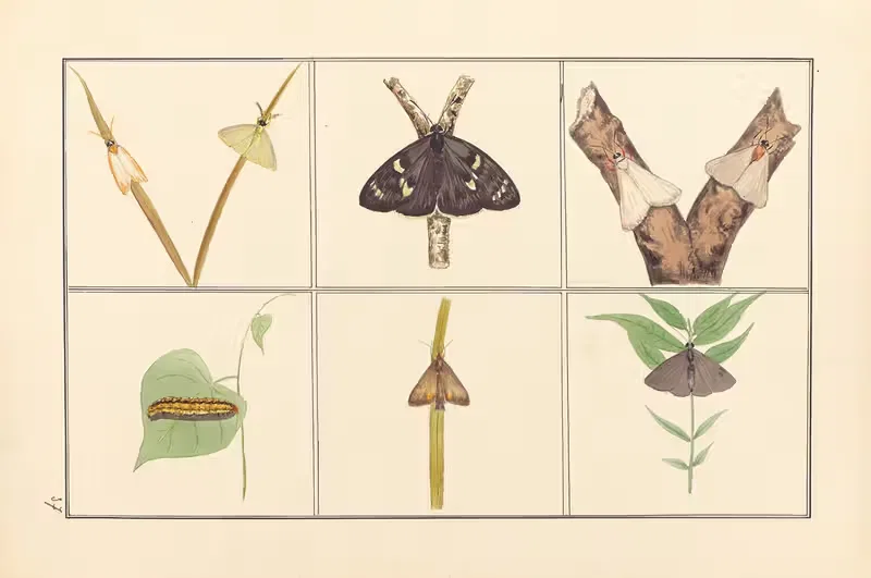 Lepidopteres et chenilles du tonkin Pl.37 — P. Bayard