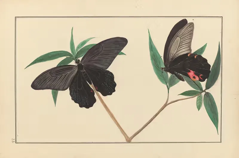 Lepidopteres et chenilles du tonkin Pl.38 — P. Bayard
