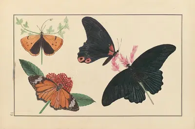 Lepidopteres et chenilles du tonkin Pl.39 by P. Bayard, 1880 — digital art print download