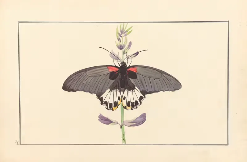 Lepidopteres et chenilles du tonkin Pl.40 — P. Bayard