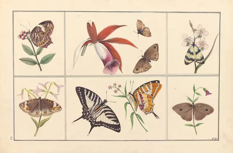 Lepidopteres et chenilles du tonkin Pl.41 — P. Bayard