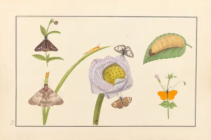 Lepidopteres et chenilles du tonkin Pl.43 — P. Bayard