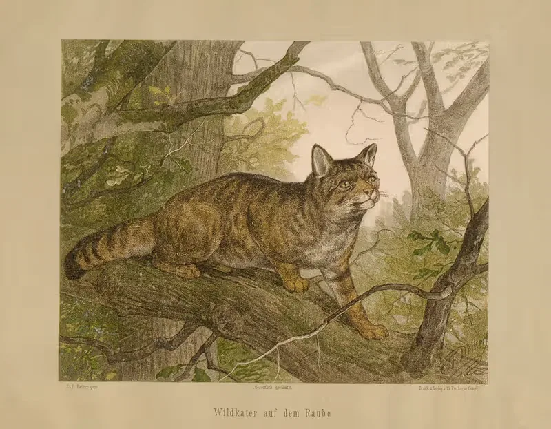 Wildkater auf dem Raube by Карл Фридрих Дейкер, 1875 — digital art print download