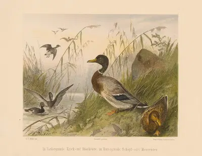 Im Vordergrunde; Krick- und Stockente, im Hintergrunde; Schopf- oder Moorenten by Carl Friedrich Deiker, 1875 — digital art…
