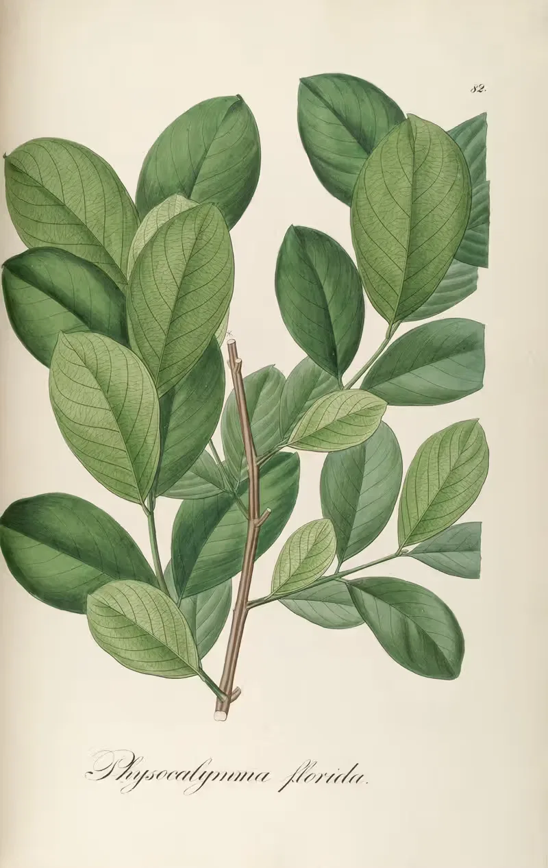Physocalymma floridum by Johann Baptist Emanuel Pohl, 1827 — digital art print download