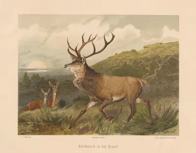 Edelhirsch in der Brunft by Карл Фридрих Дейкер, 1875 — digital art print download